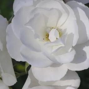 White Cloud Climbing Rose (Rosa White Cloud)